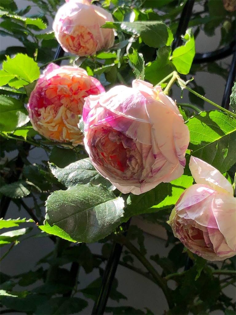 f:id:tef_rose:20200204023329j:image