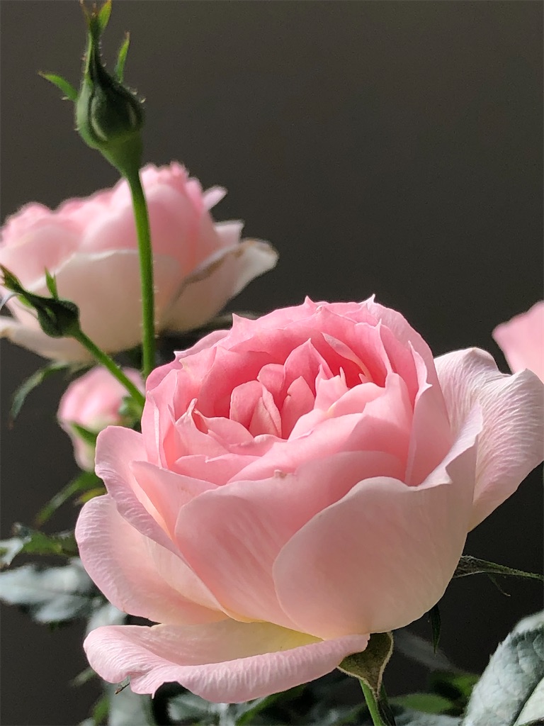 f:id:tef_rose:20200205044412j:image