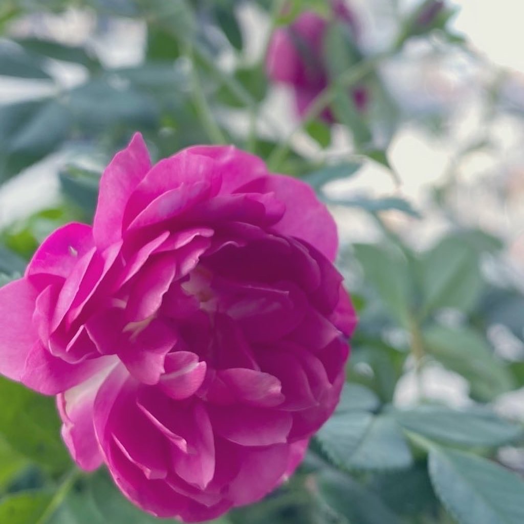 f:id:tef_rose:20200205234018j:image
