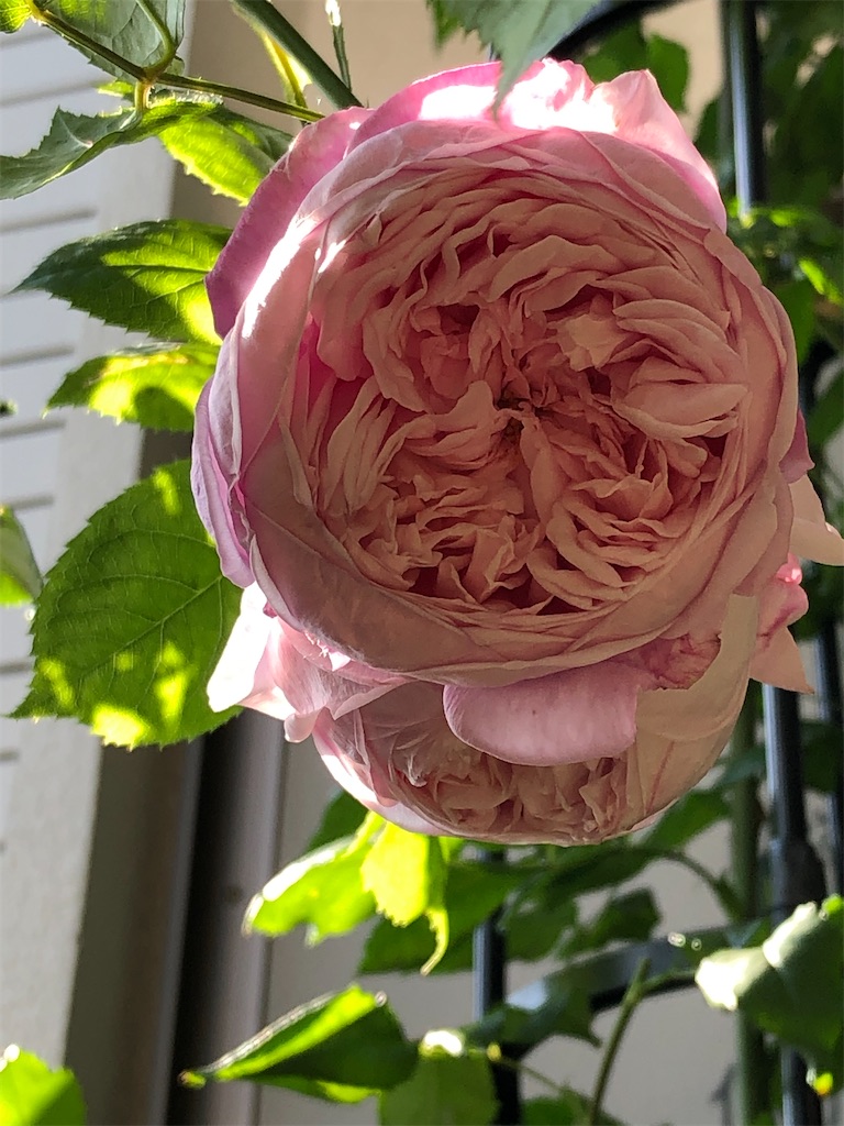 f:id:tef_rose:20200208024130j:image