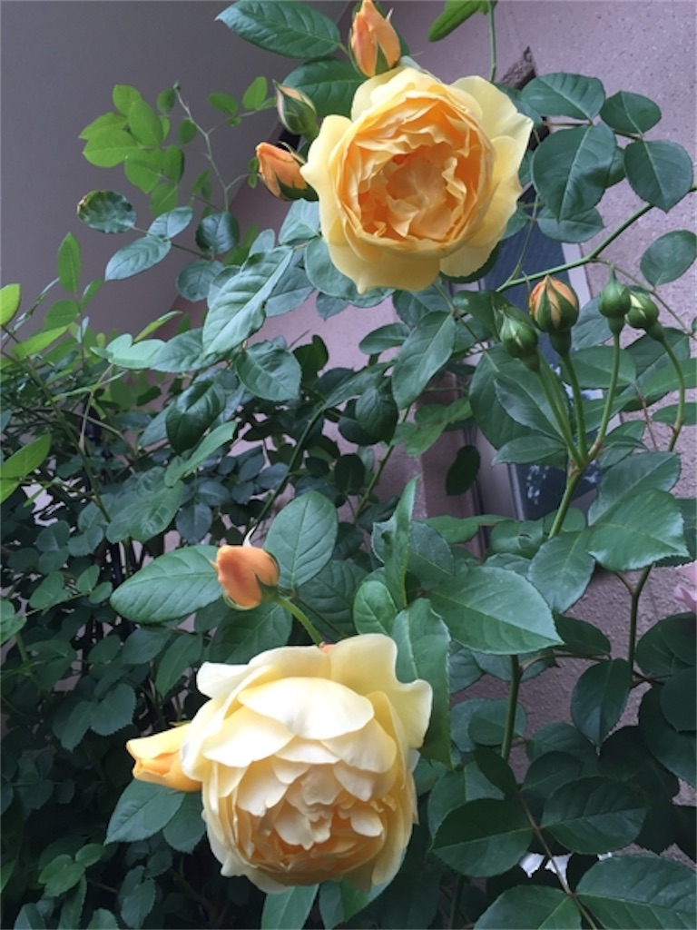 f:id:tef_rose:20200213023236j:image f:id:tef_rose:20200213023236j:image