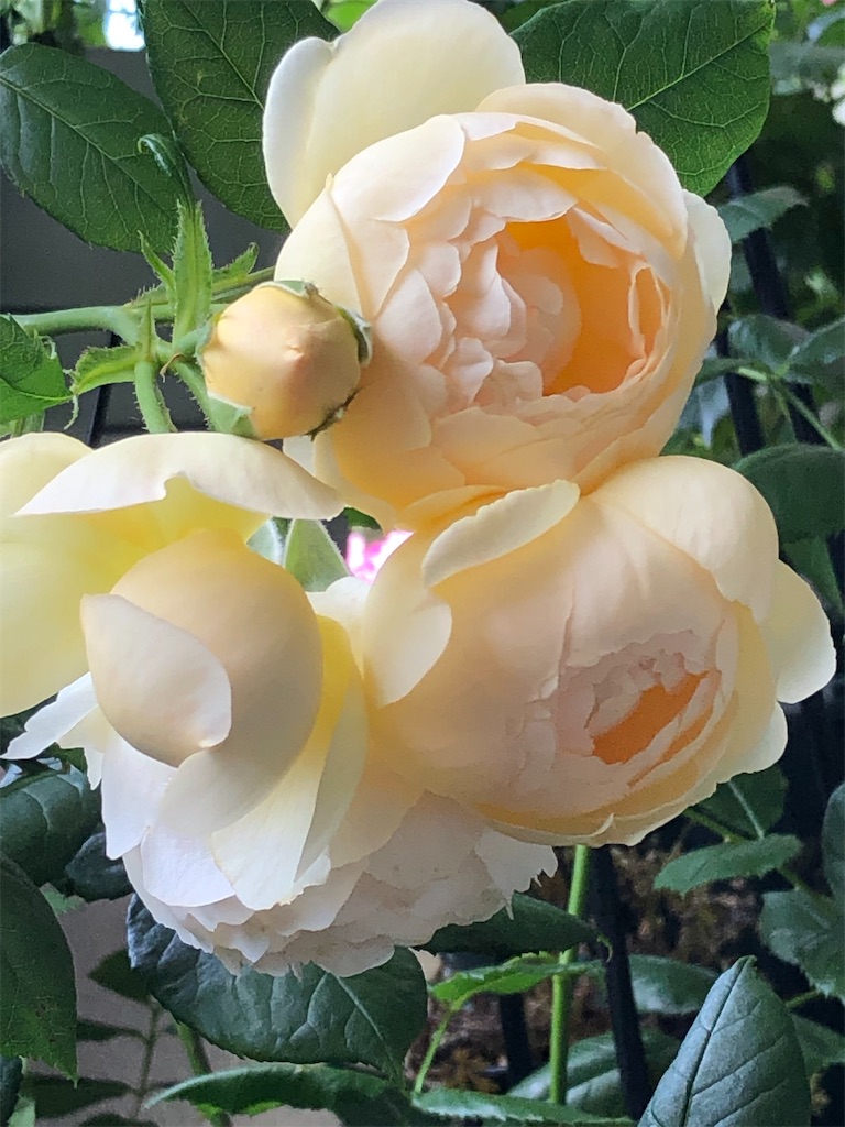 f:id:tef_rose:20200213025609j:image