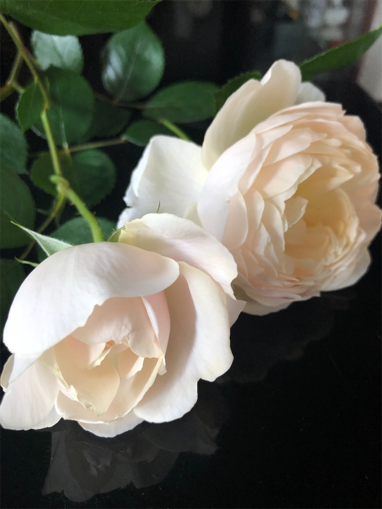 f:id:tef_rose:20200216015849j:image