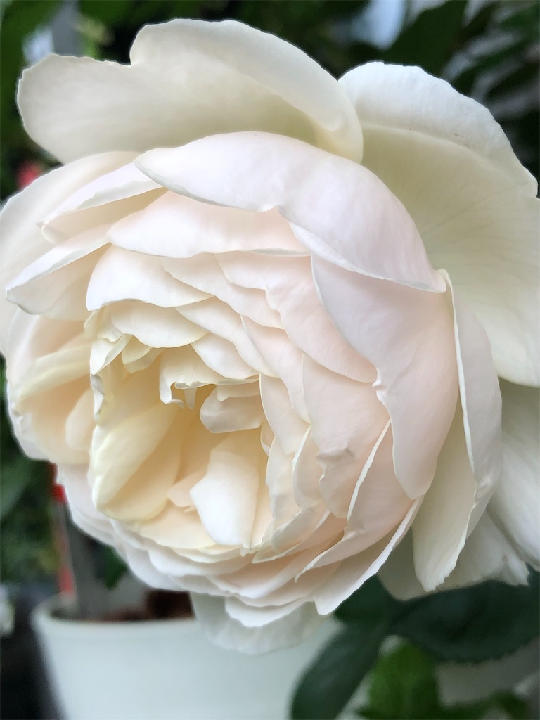 f:id:tef_rose:20200216015852j:image