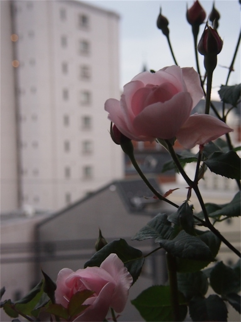 f:id:tef_rose:20200217151531j:image