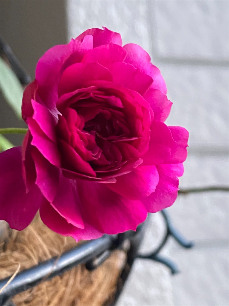 f:id:tef_rose:20200224001754j:image