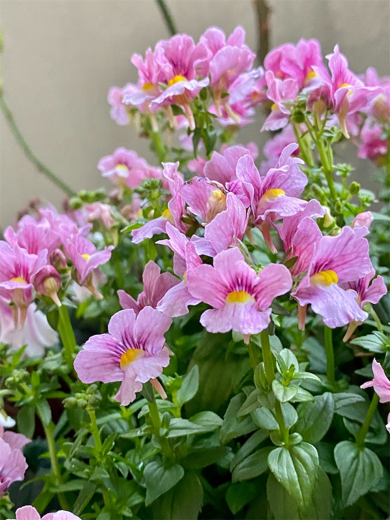 f:id:tef_rose:20200224001827j:image