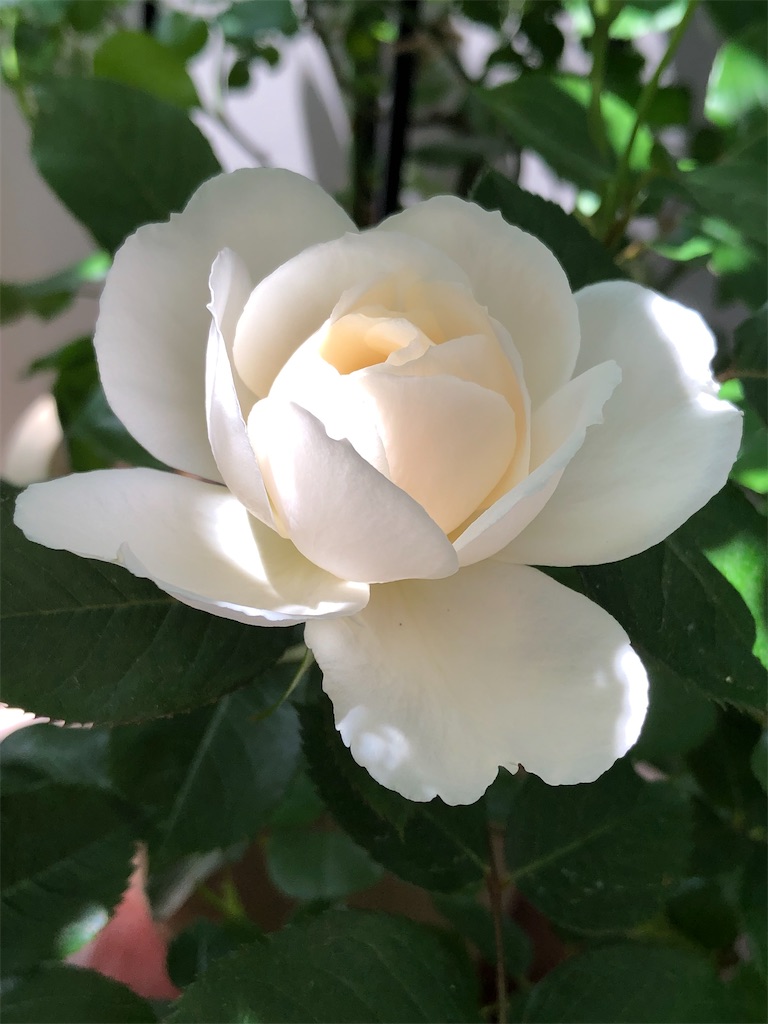 f:id:tef_rose:20200226225123j:image