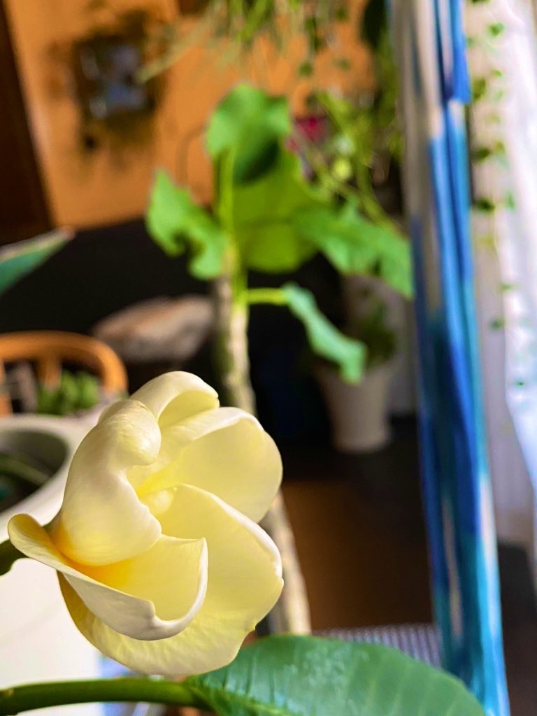 f:id:tef_rose:20200227181143j:image