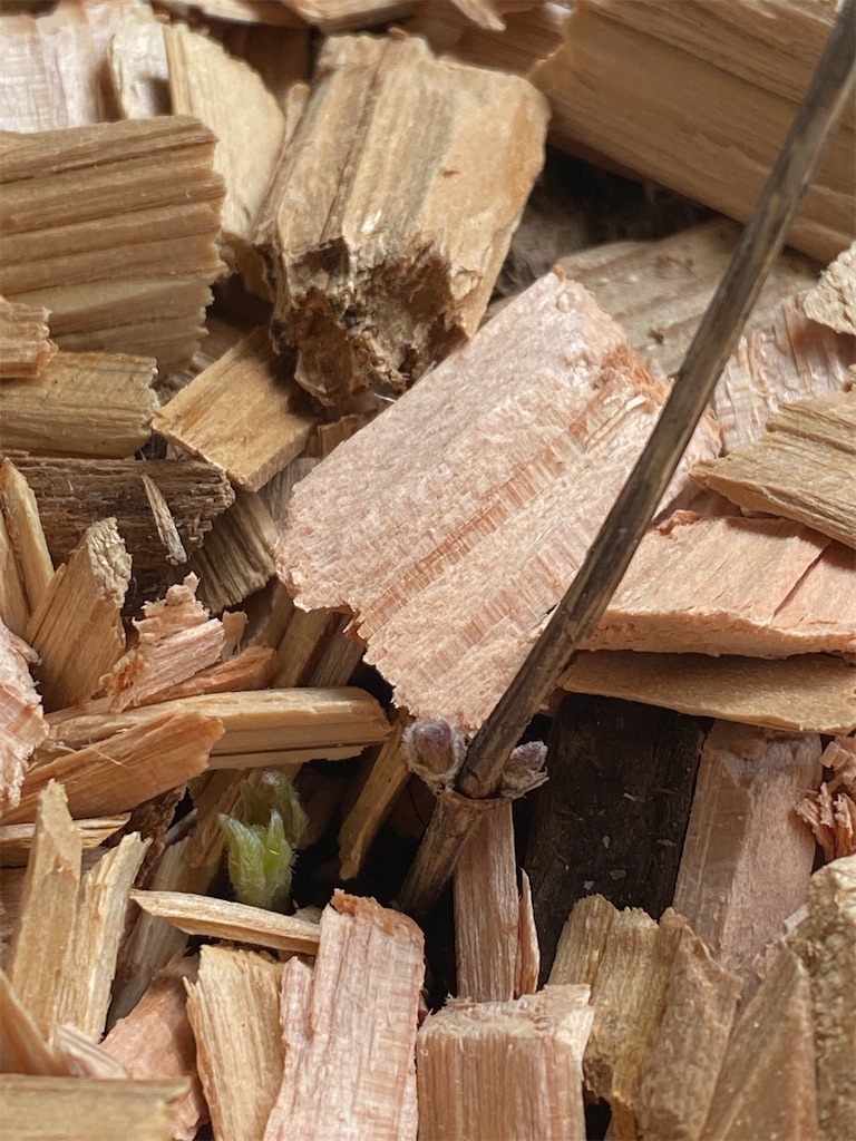 f:id:tef_rose:20200304010411j:image