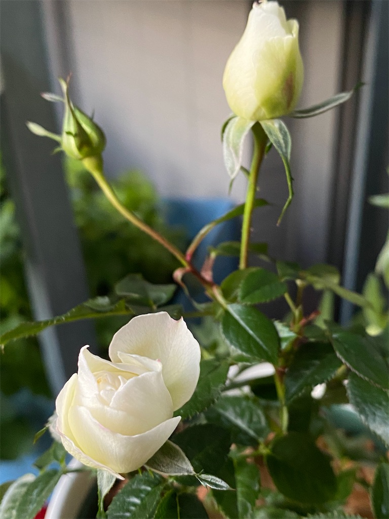 f:id:tef_rose:20200307005616j:image