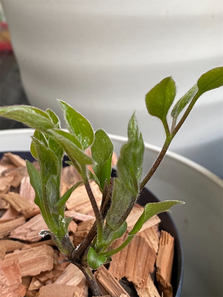 初めての春のクレマチス Tef S Garden ベランダでバラと暮らす