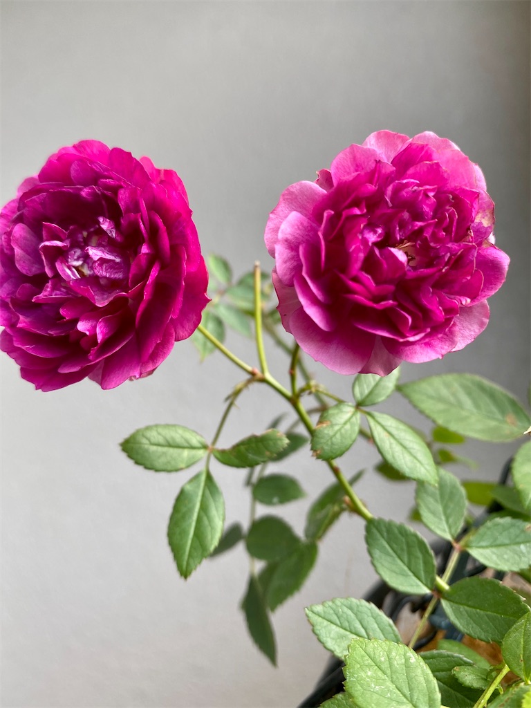 f:id:tef_rose:20200312052839j:image