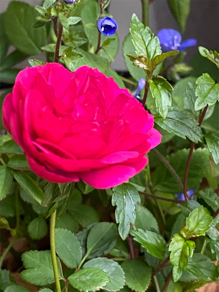 f:id:tef_rose:20200313191856j:image