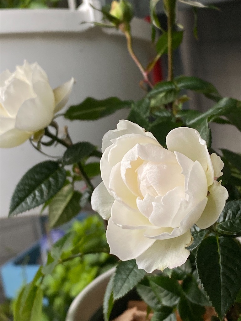 f:id:tef_rose:20200313191906j:image