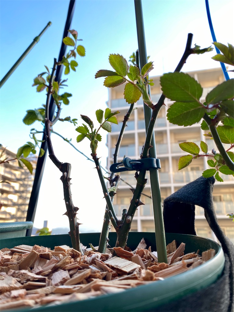 f:id:tef_rose:20200314233814j:image f:id:tef_rose:20200314233814j:image