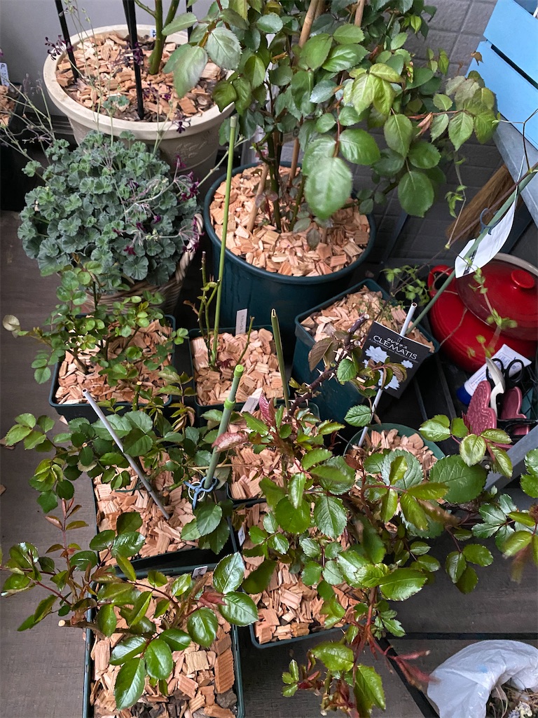 f:id:tef_rose:20200315174834j:image f:id:tef_rose:20200315174834j:image