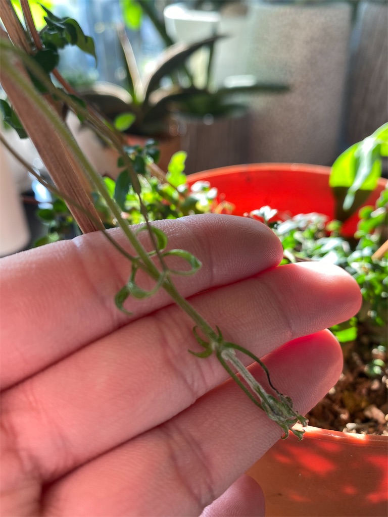 f:id:tef_rose:20200318045136j:image f:id:tef_rose:20200318045136j:image