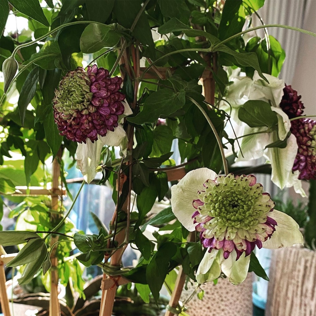 f:id:tef_rose:20200318045145j:image f:id:tef_rose:20200318045145j:image