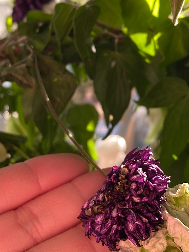 f:id:tef_rose:20200318045152j:image f:id:tef_rose:20200318045152j:image