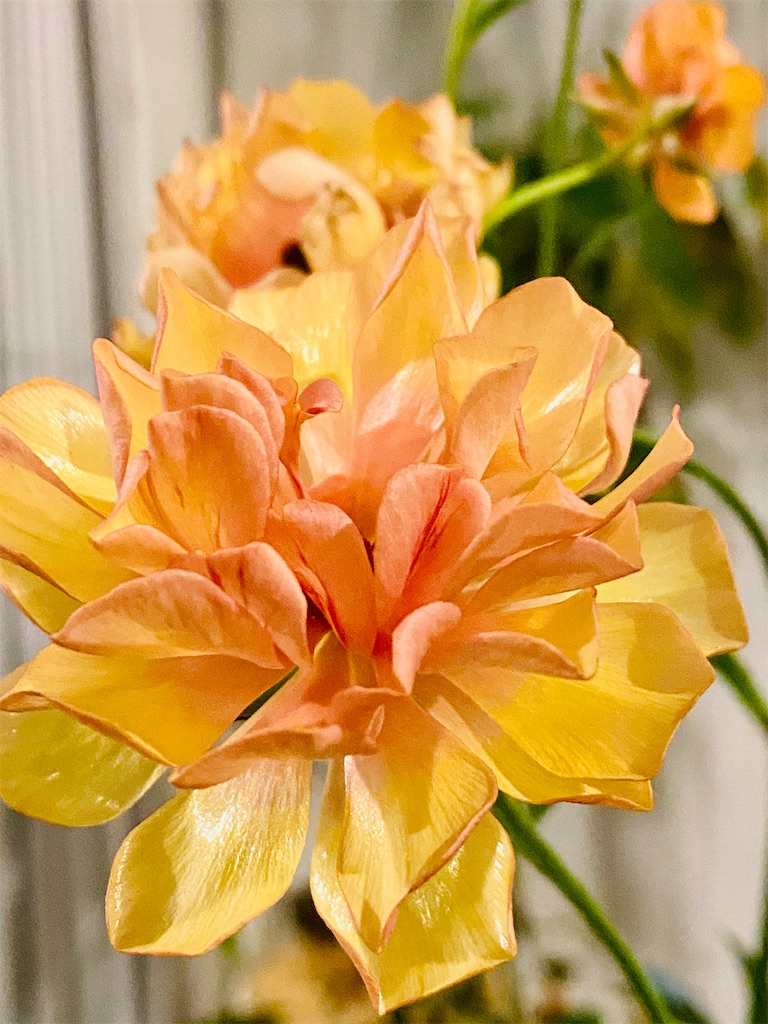 f:id:tef_rose:20200318233500j:image f:id:tef_rose:20200318233500j:image