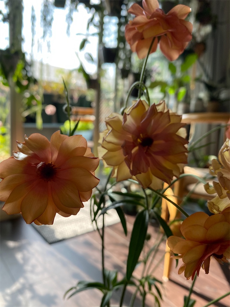 f:id:tef_rose:20200318233504j:image f:id:tef_rose:20200318233504j:image