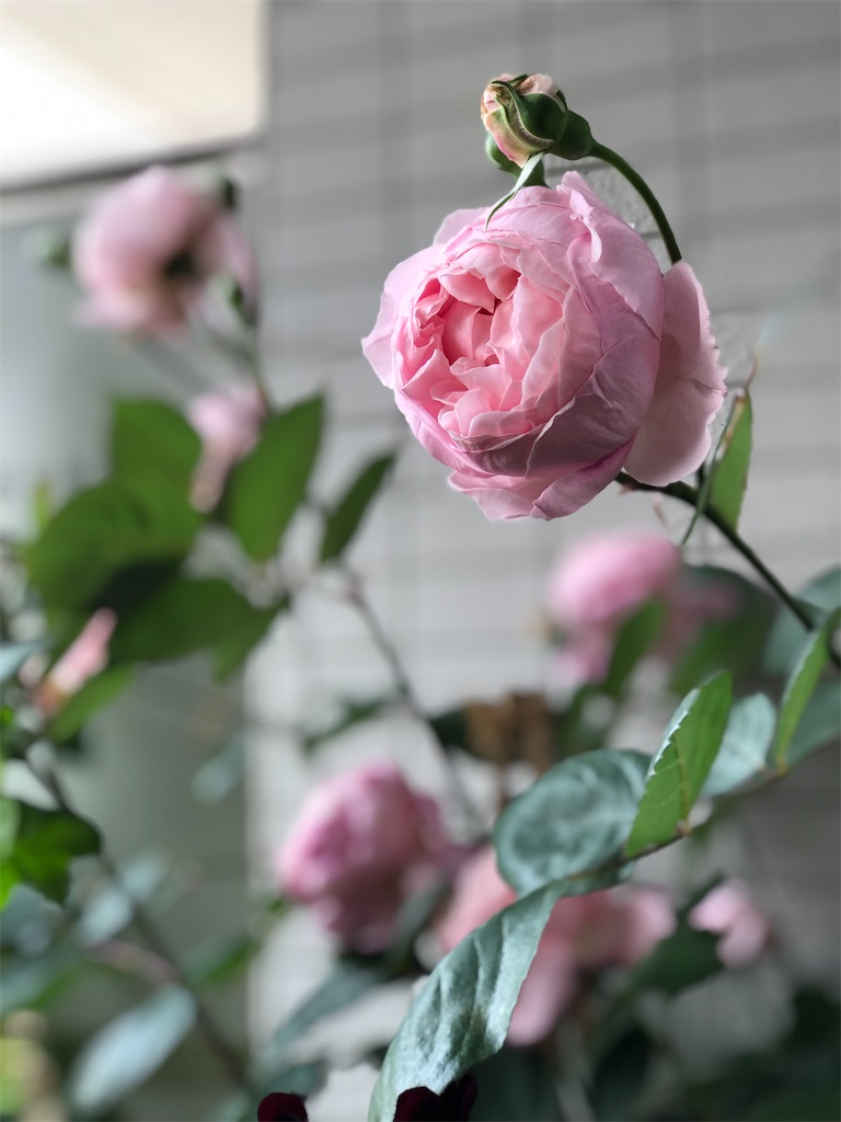 f:id:tef_rose:20200322042846j:image
