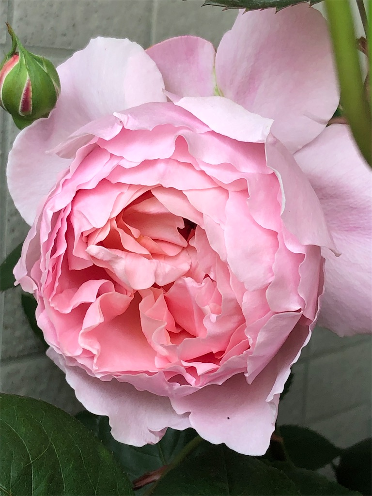 f:id:tef_rose:20200322045738j:image