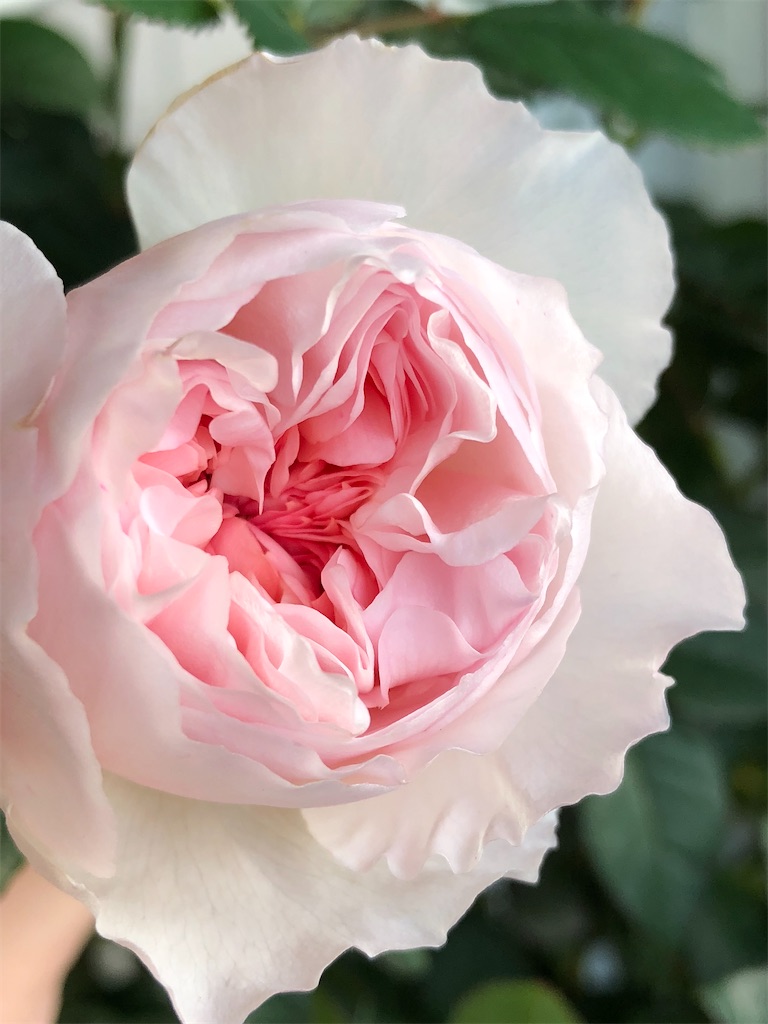 f:id:tef_rose:20200322115751j:image