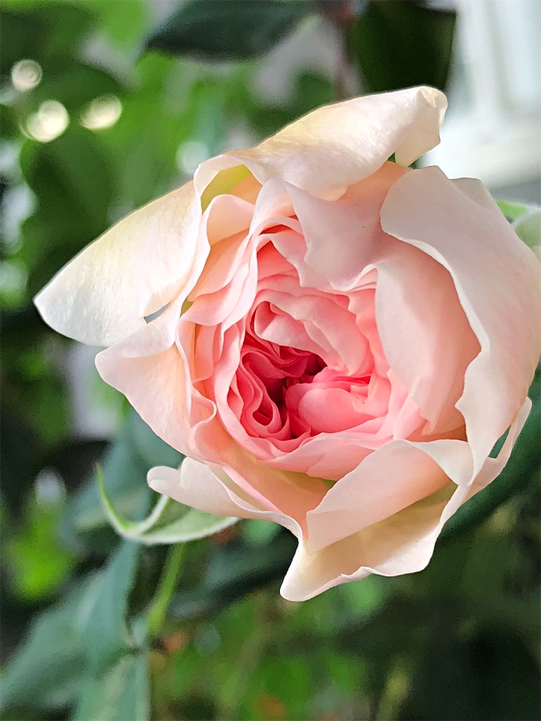 f:id:tef_rose:20200322115754j:image