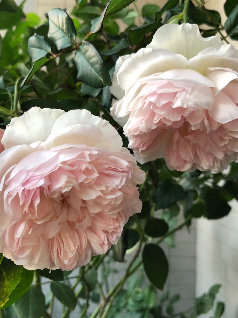 f:id:tef_rose:20200322115758j:image
