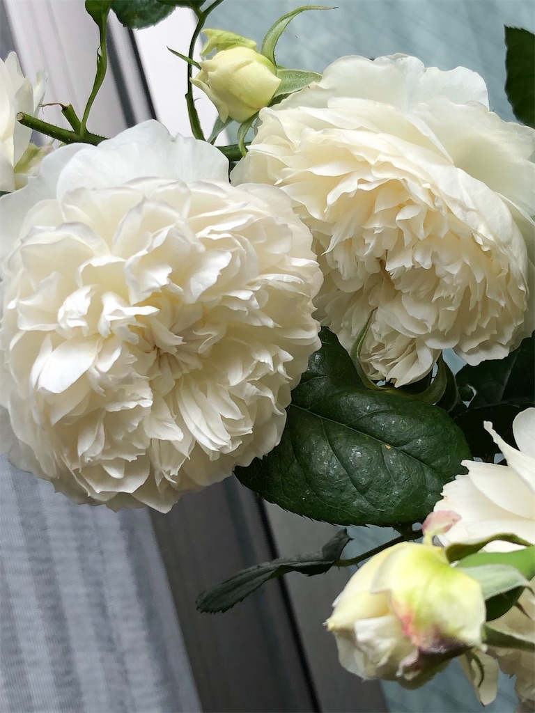 f:id:tef_rose:20200322115803j:image
