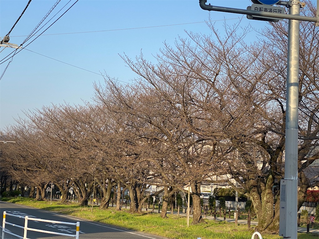 f:id:tef_rose:20200323234911j:image
