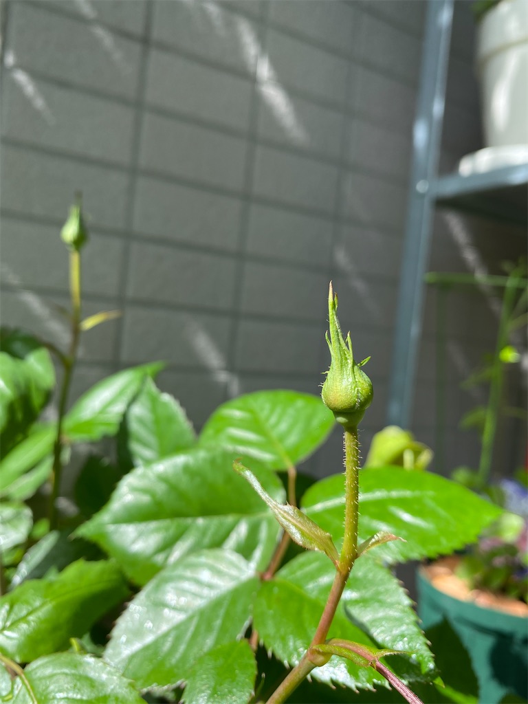 f:id:tef_rose:20200329231347j:image f:id:tef_rose:20200329231347j:image