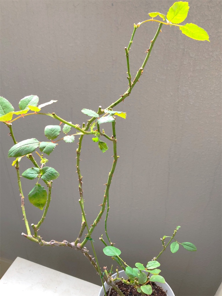 挿し木の鉢上げは焦るべからず Tef S Garden ベランダでバラと暮らす 挿し木の鉢上げは焦るべからず Tef S Garden ベランダでバラと暮らす
