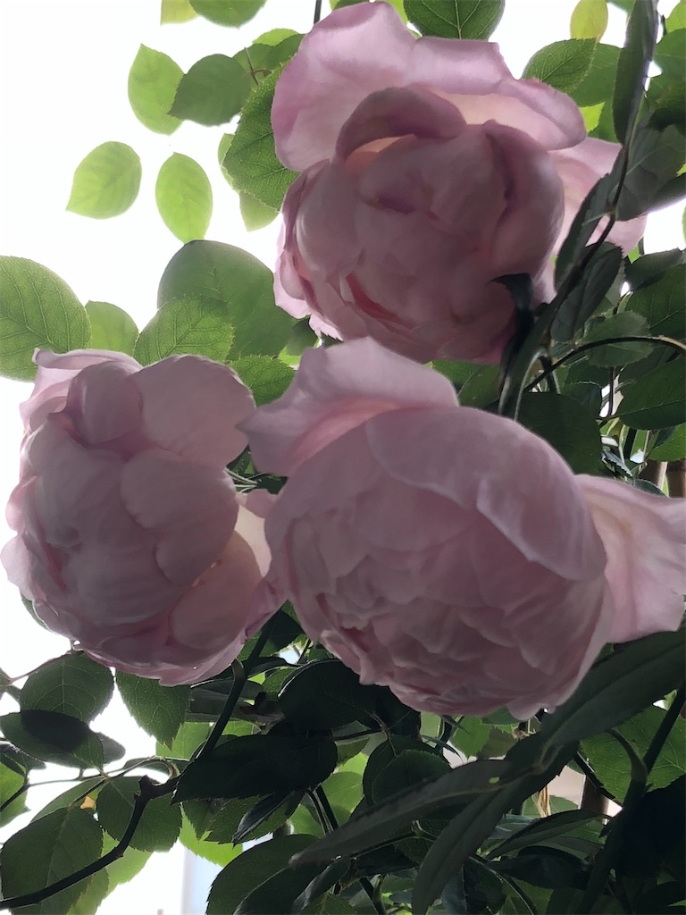 f:id:tef_rose:20200408193215j:image