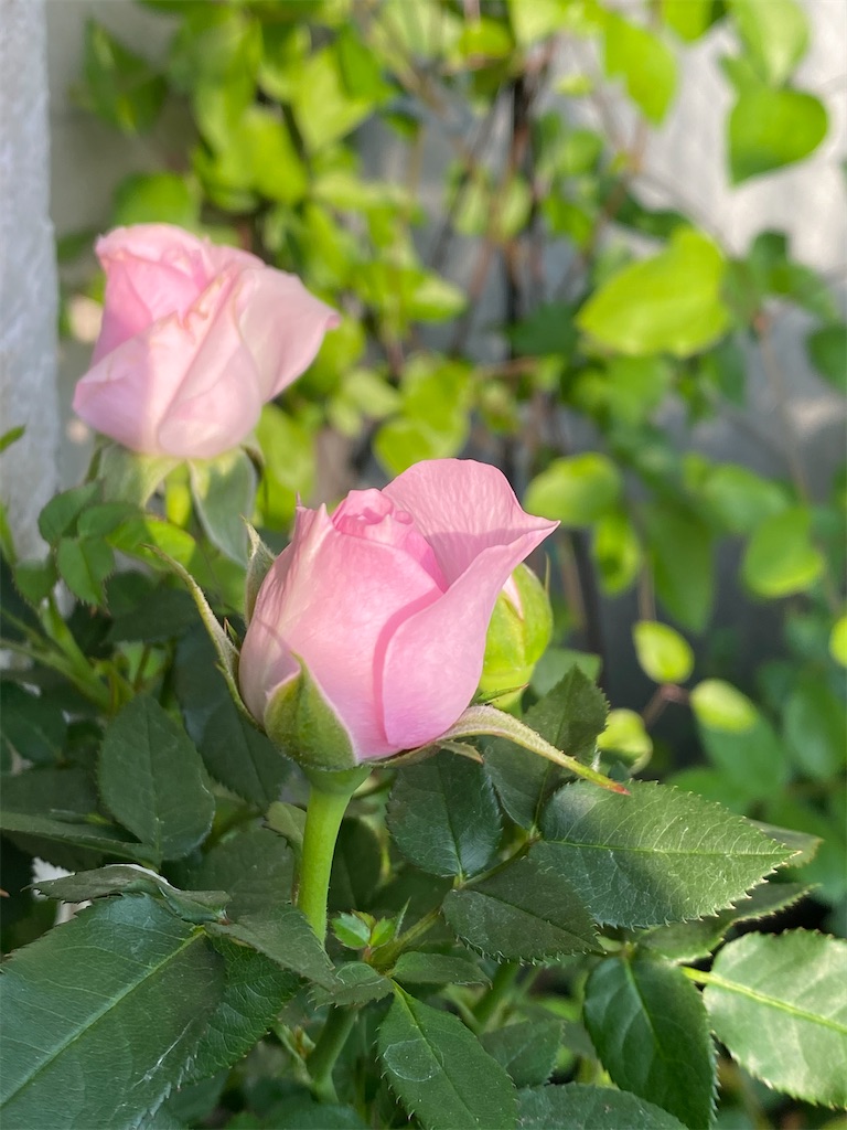 f:id:tef_rose:20200408204443j:image