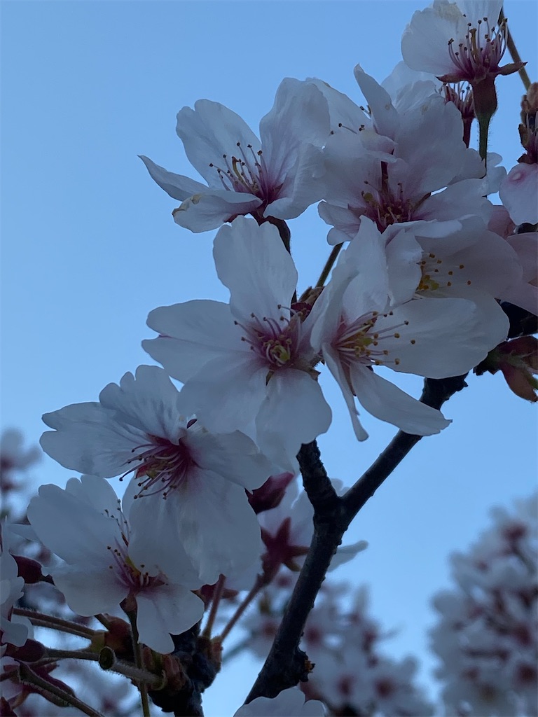 f:id:tef_rose:20200408205618j:image