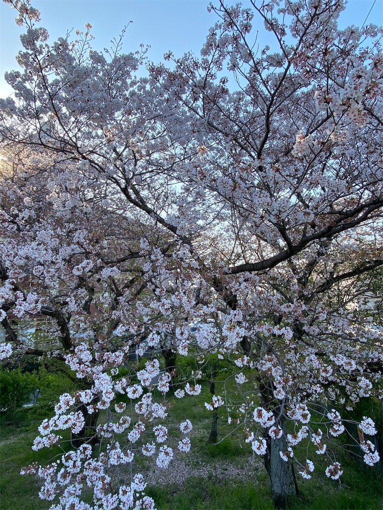 f:id:tef_rose:20200408205643j:image
