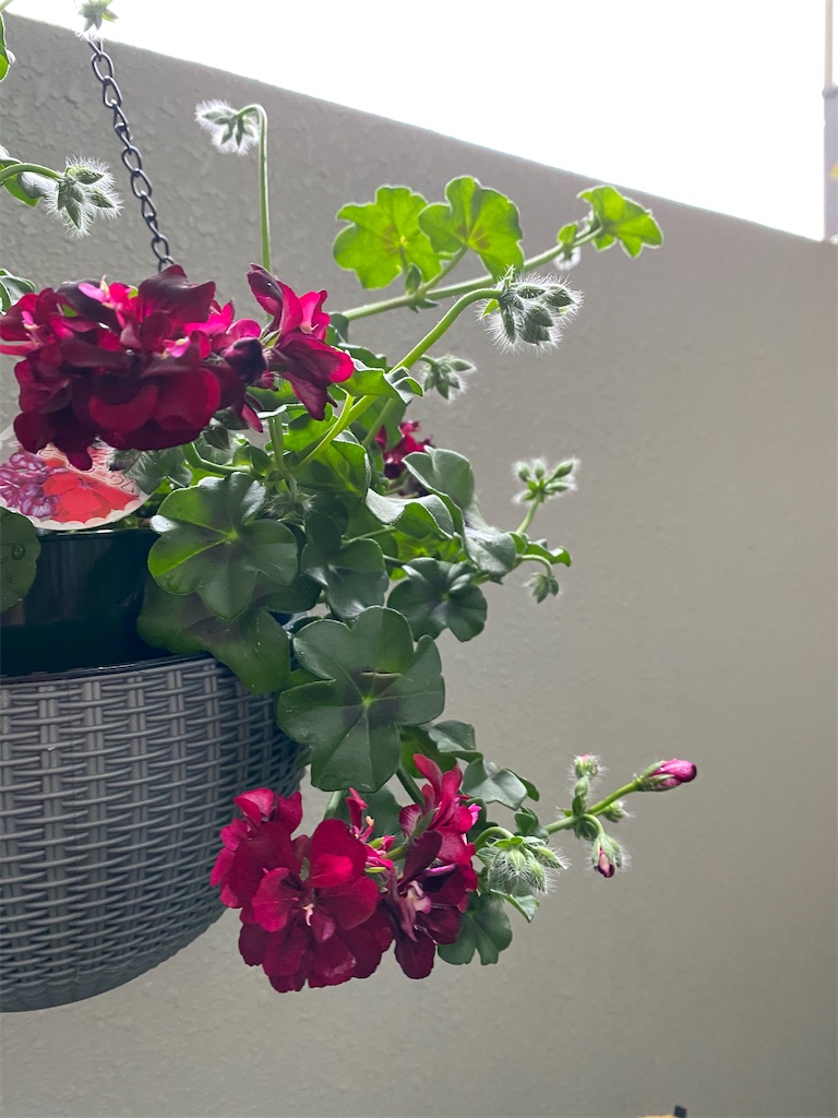 f:id:tef_rose:20200410193138j:image