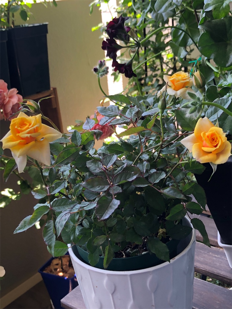 f:id:tef_rose:20200412171656j:image f:id:tef_rose:20200412171656j:image