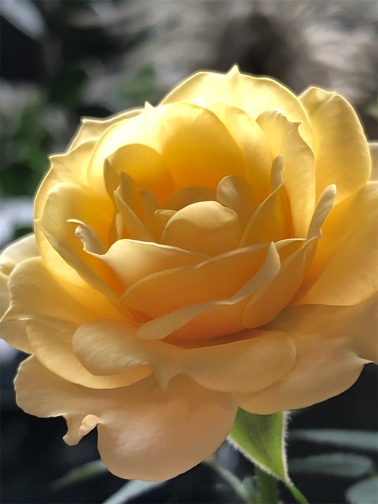 f:id:tef_rose:20200412181342j:image f:id:tef_rose:20200412181342j:image