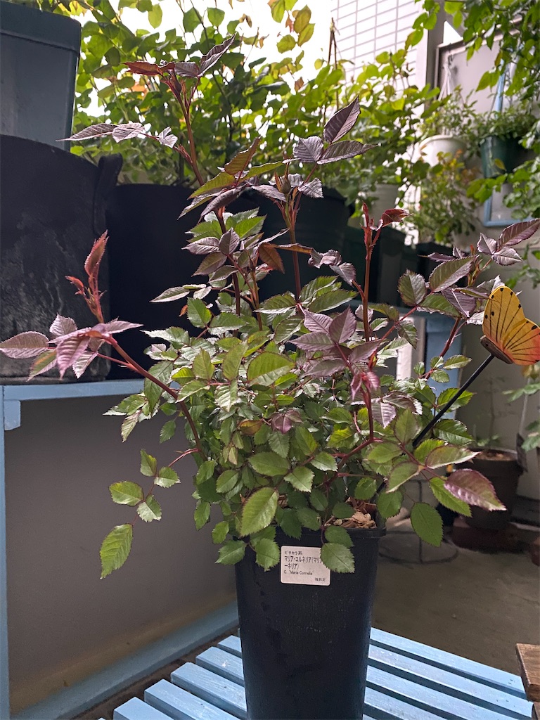 f:id:tef_rose:20200412182430j:image f:id:tef_rose:20200412182430j:image