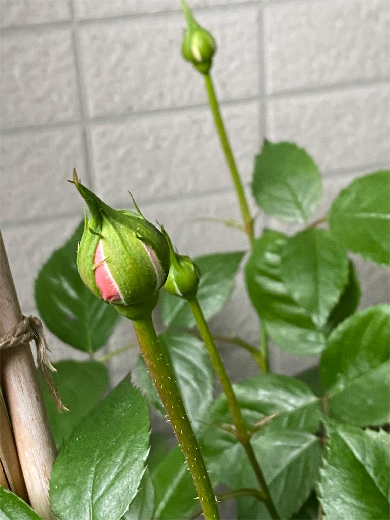 f:id:tef_rose:20200412184458j:image f:id:tef_rose:20200412184458j:image