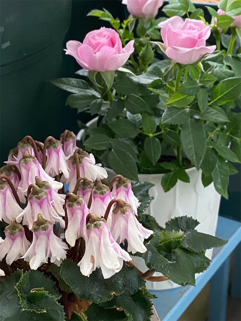 f:id:tef_rose:20200412185430j:image f:id:tef_rose:20200412185430j:image