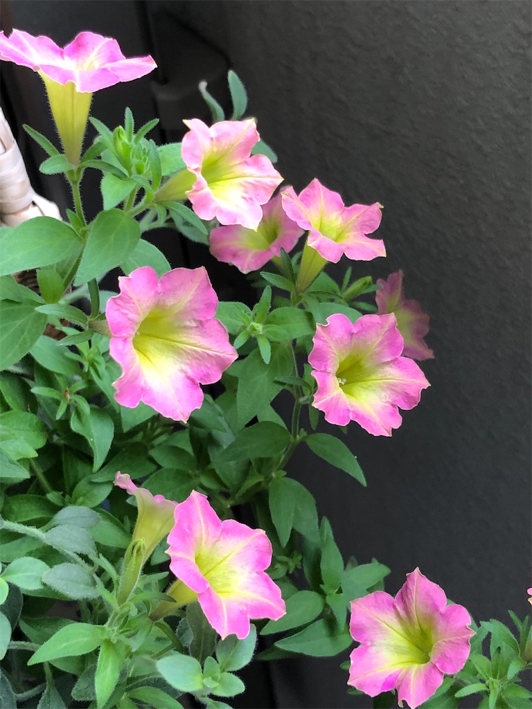 f:id:tef_rose:20200413044907j:image