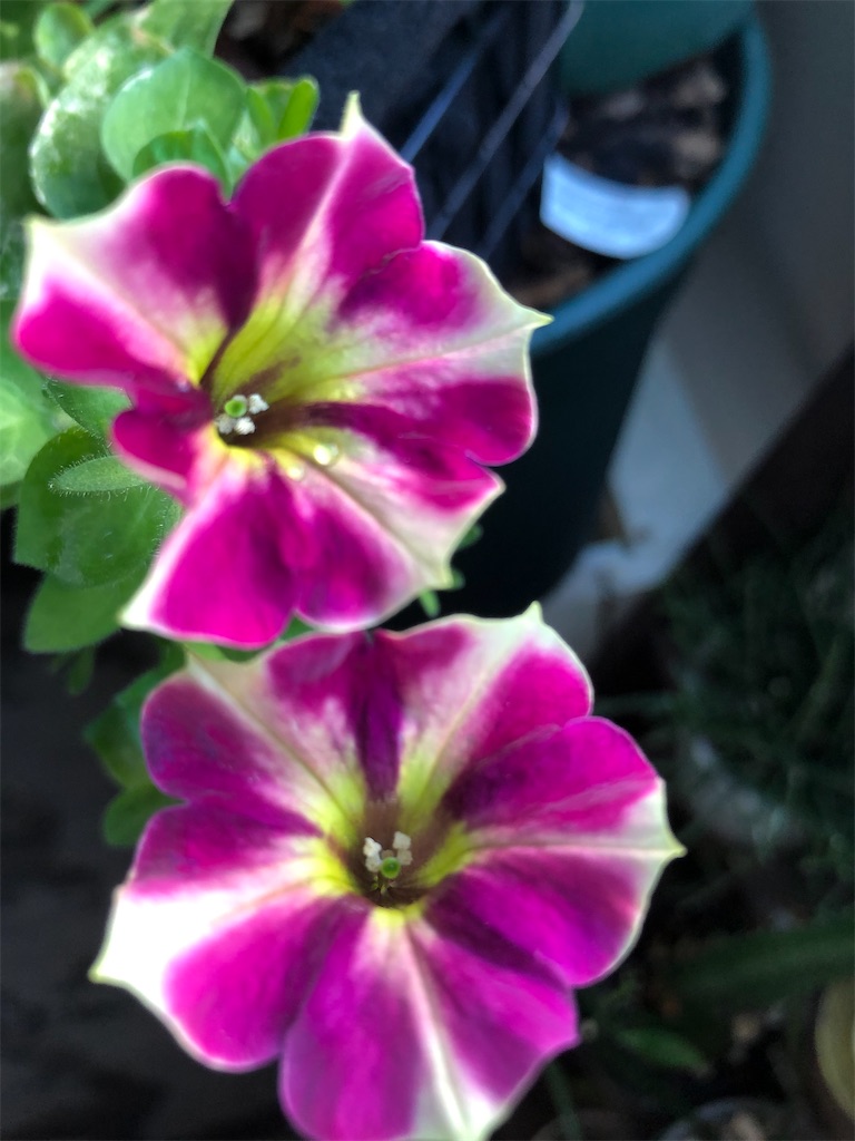 f:id:tef_rose:20200413044913j:image