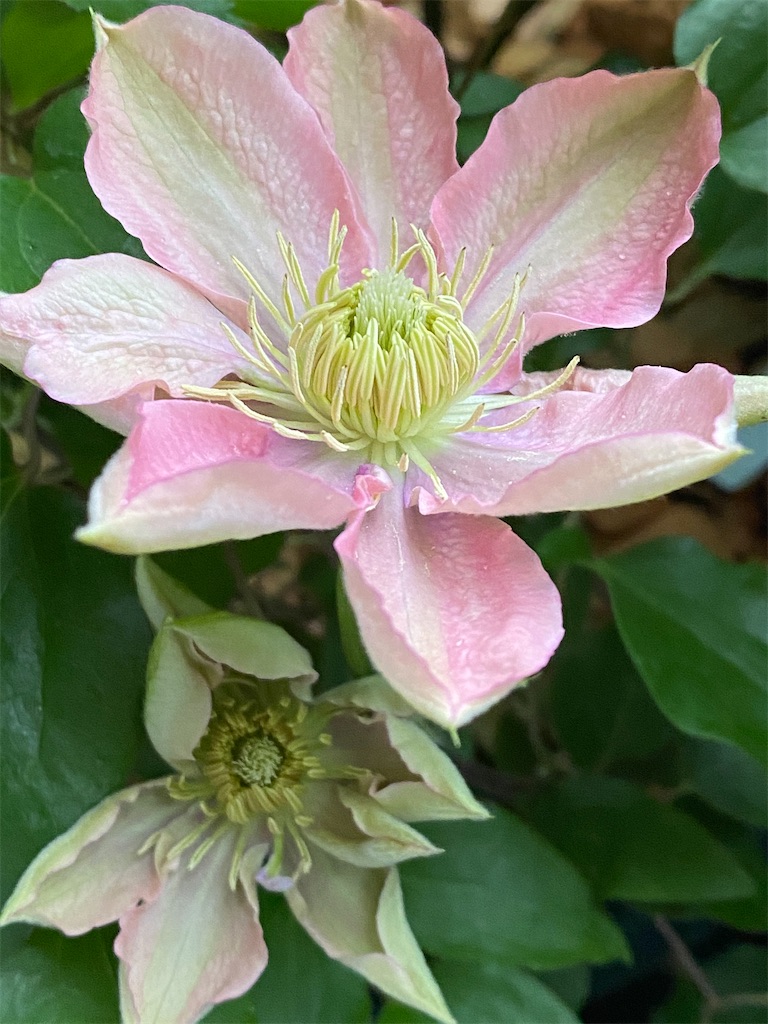 f:id:tef_rose:20200420002552j:image