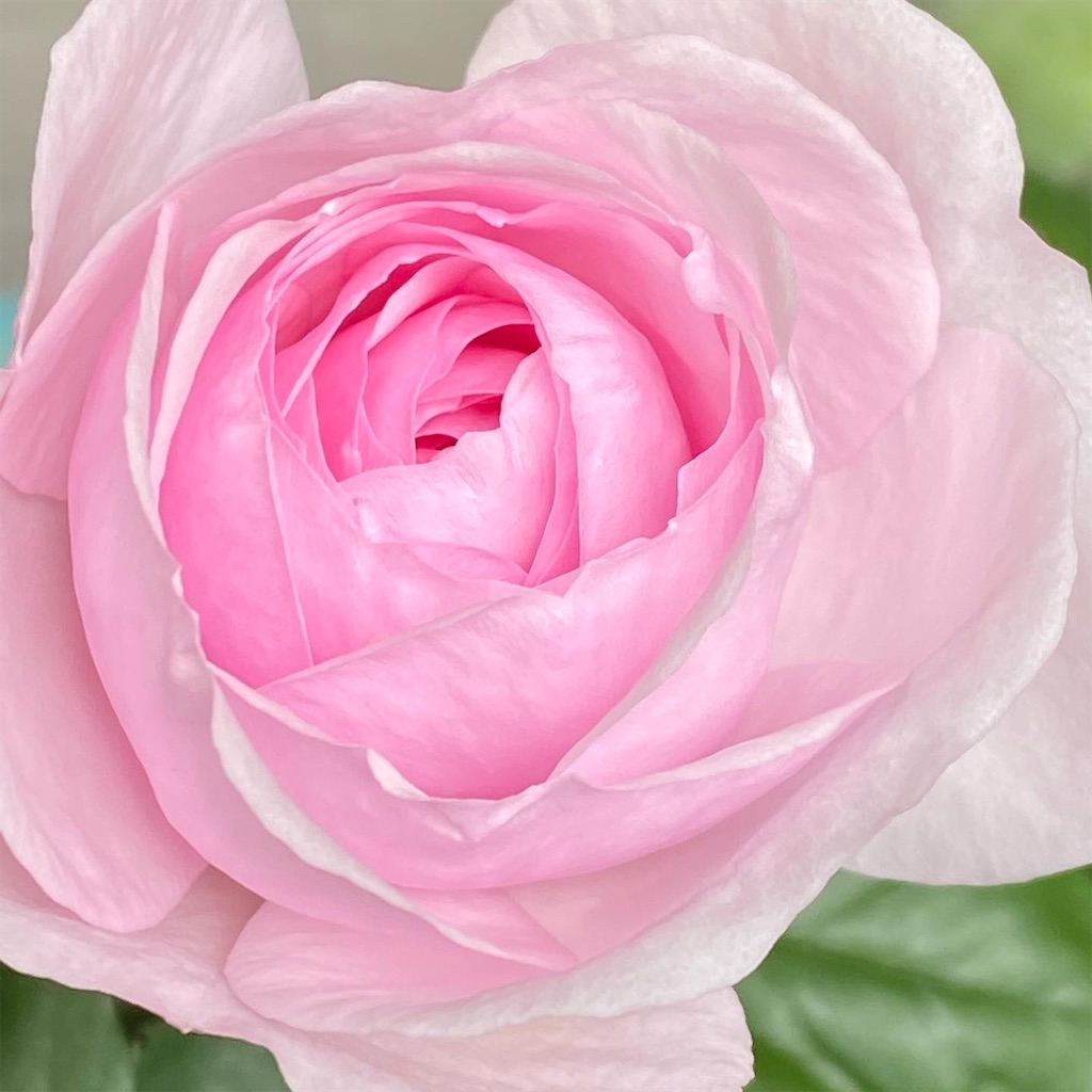 f:id:tef_rose:20200422223653j:image