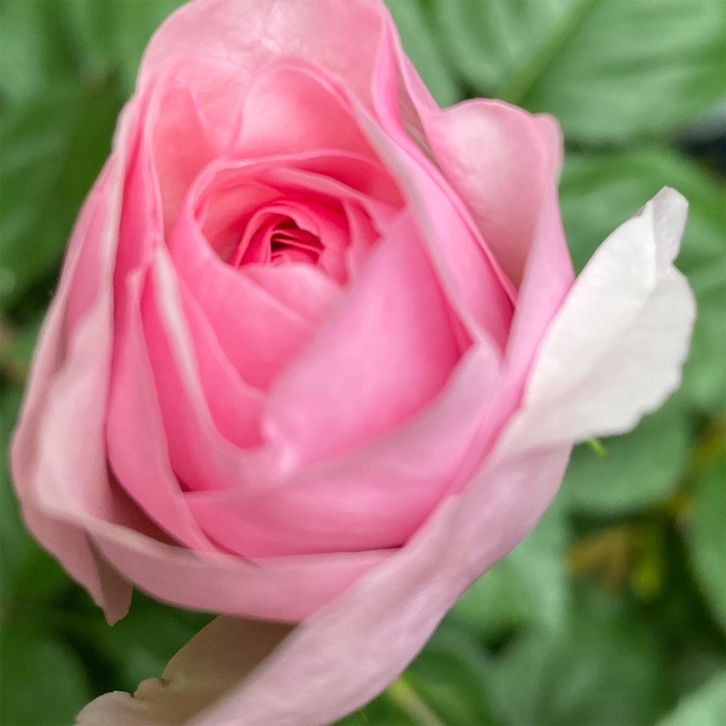f:id:tef_rose:20200422231833j:image